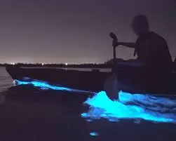 Bioluminescence Kayaking Tour Voucher